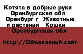 Котята в добрые руки - Оренбургская обл., Оренбург г. Животные и растения » Кошки   . Оренбургская обл.